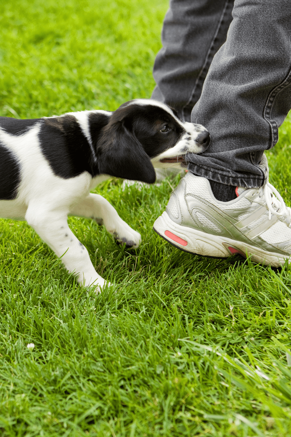 Biloxi Dog Bite Accident Attorneys