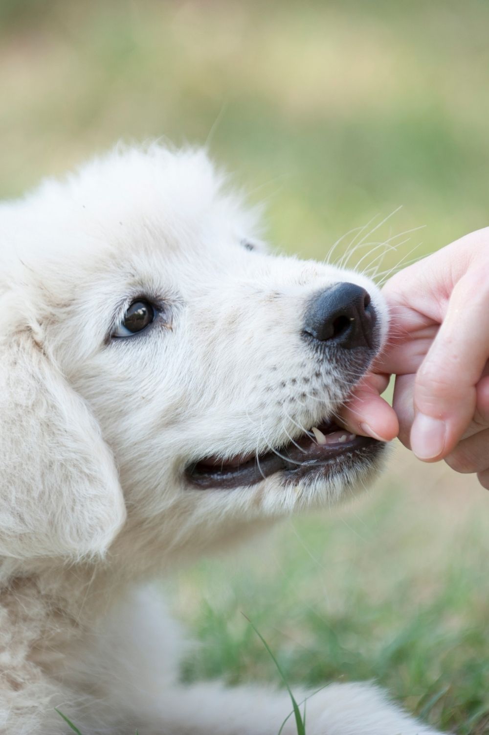 Olive Branch Dog Bite Accident