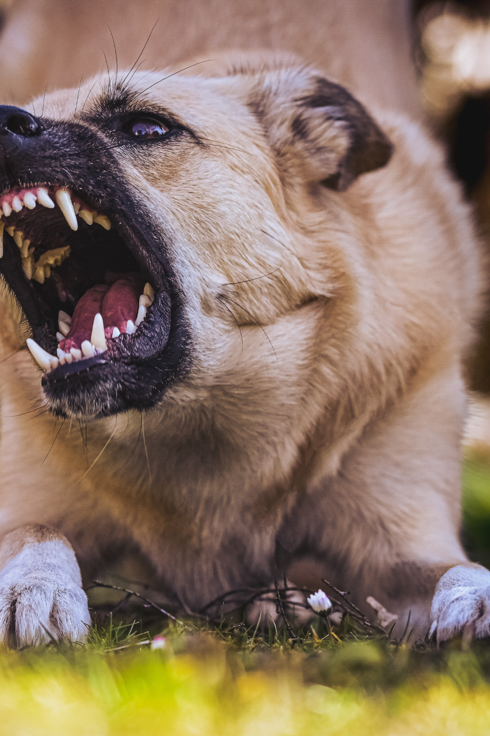 dog bite accident