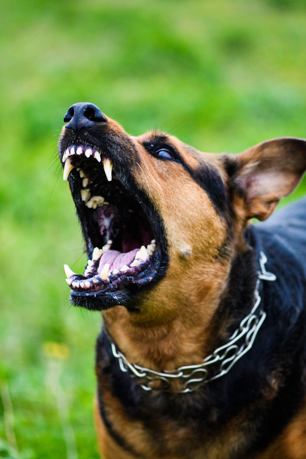 angry dog barking and attacking