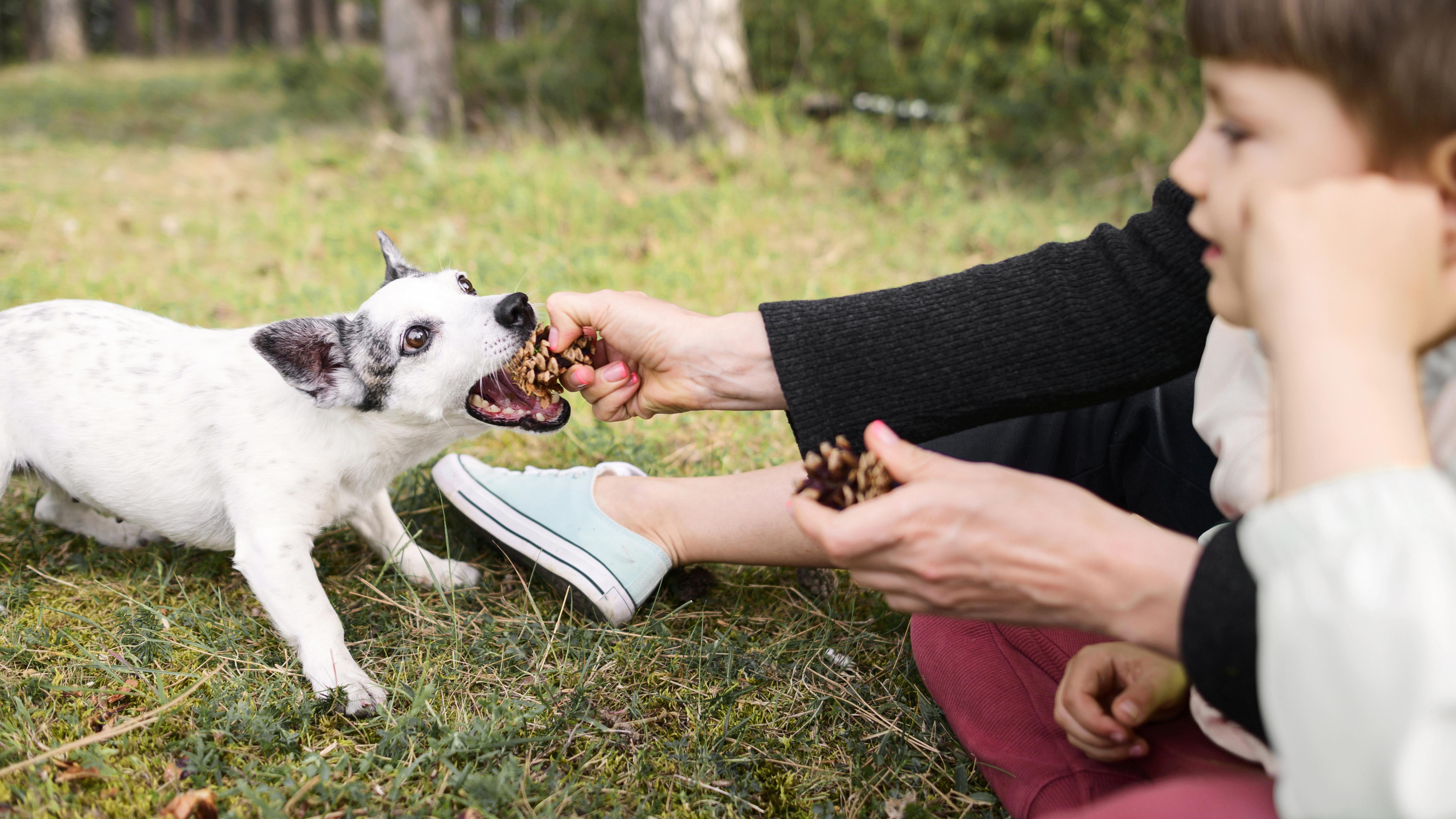 Hattiesburg Dog Bite Accident Attorneys