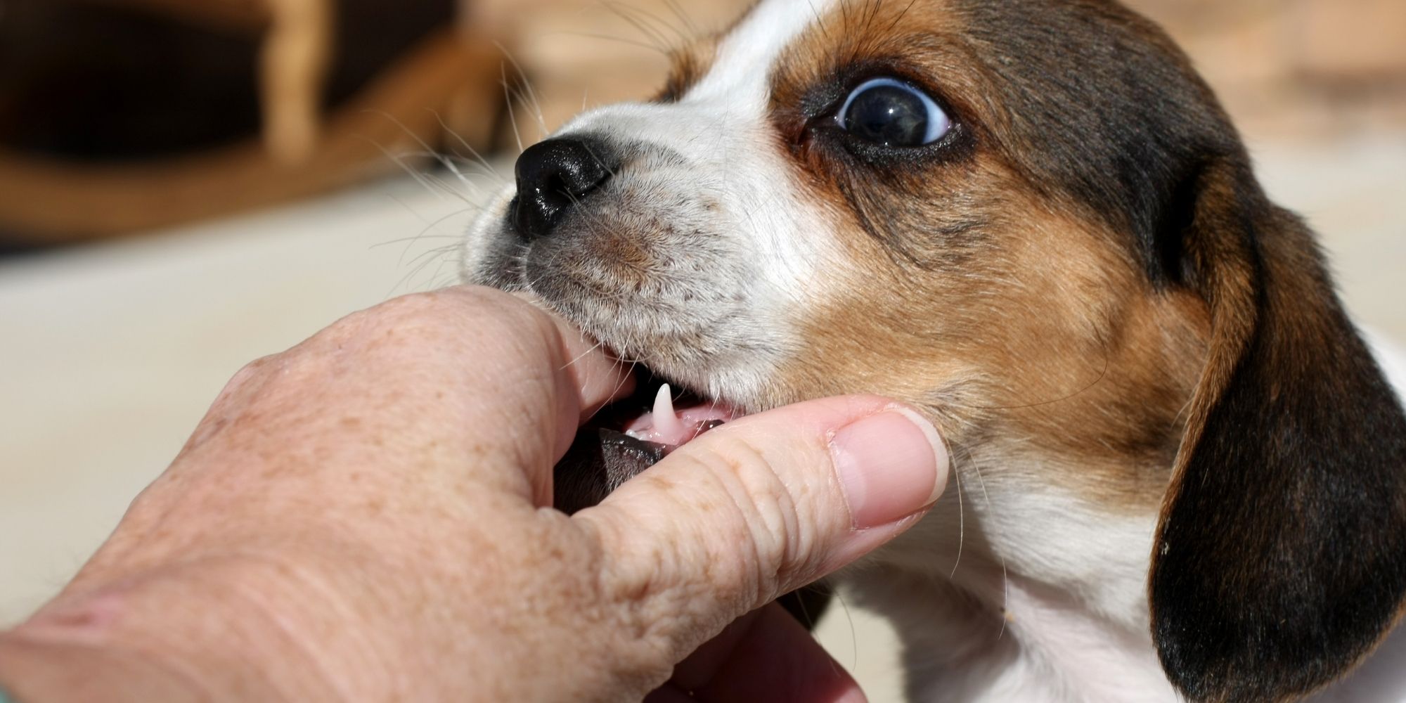 Gulfport Dog Bite Accident Attorneys